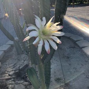 Meet your Posher, Veronica